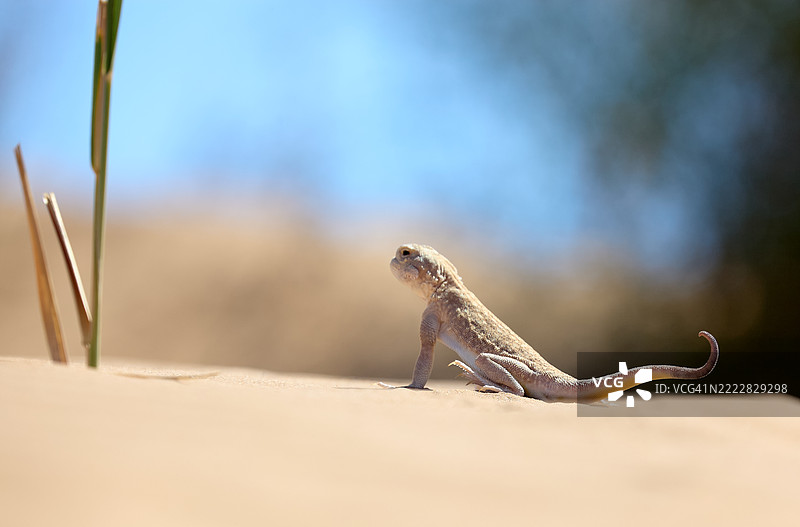 蜥蜴坐在沙丘上，身处沙漠中图片素材