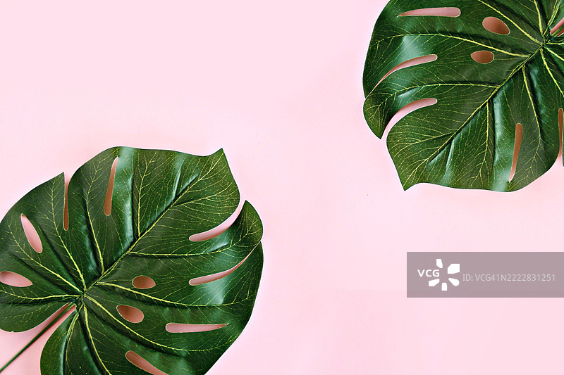 龟背竹图片素材