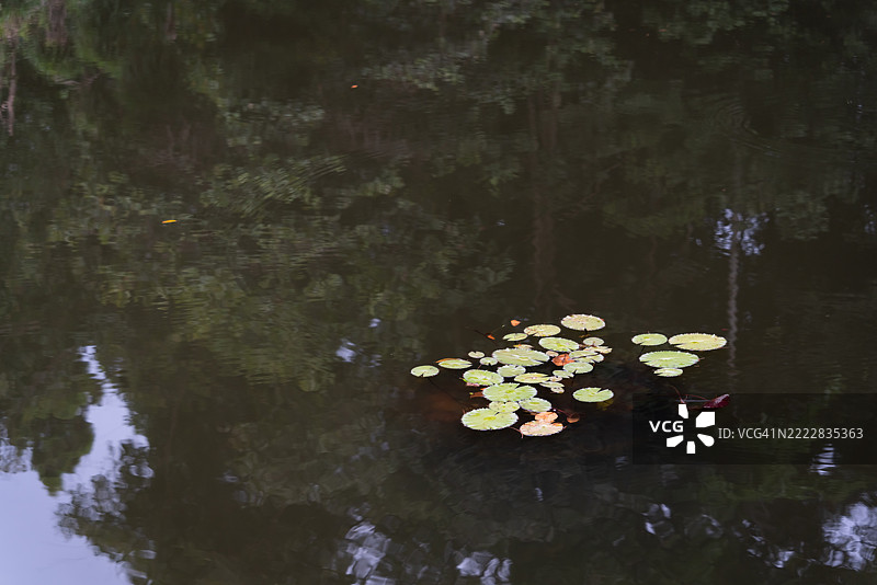 热带雨林公园湖中的水生植物图片素材