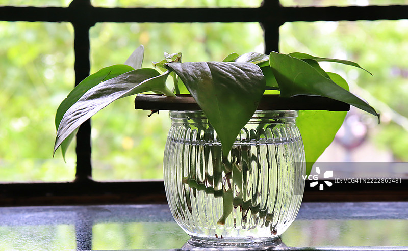 在窗台附近的玻璃罐中生长的黄金葛/钱树/常春藤，水培植物繁殖。图片素材