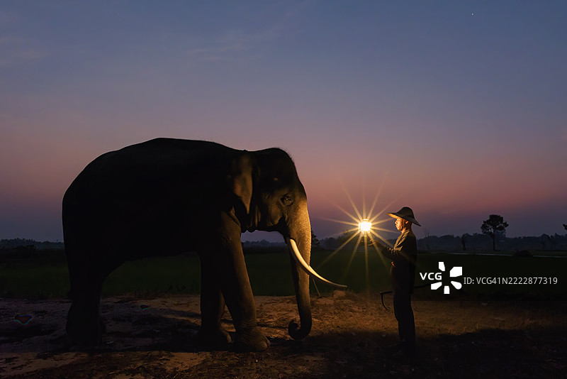 泰国素林，一位大象训练师站在一头大象面前，手中提着一盏灯笼的特写镜头图片素材