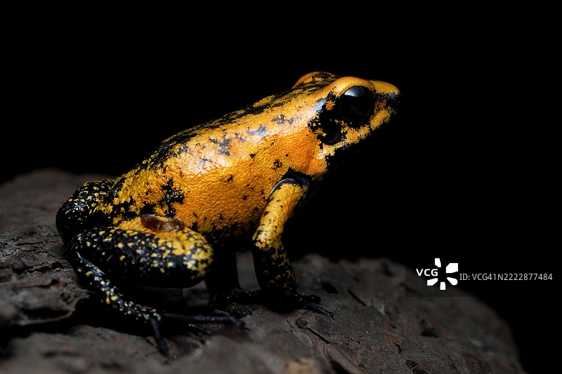 金色毒蛙（Phyllobates terribilis）坐在岩石上的特写镜头图片素材