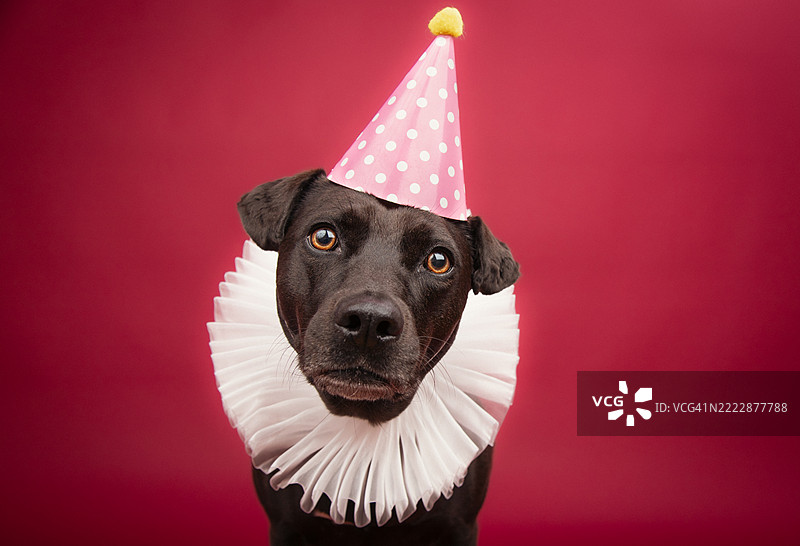 一只戴着派对帽和项圈的黑色梗犬混种狗，站在红色背景前。图片素材