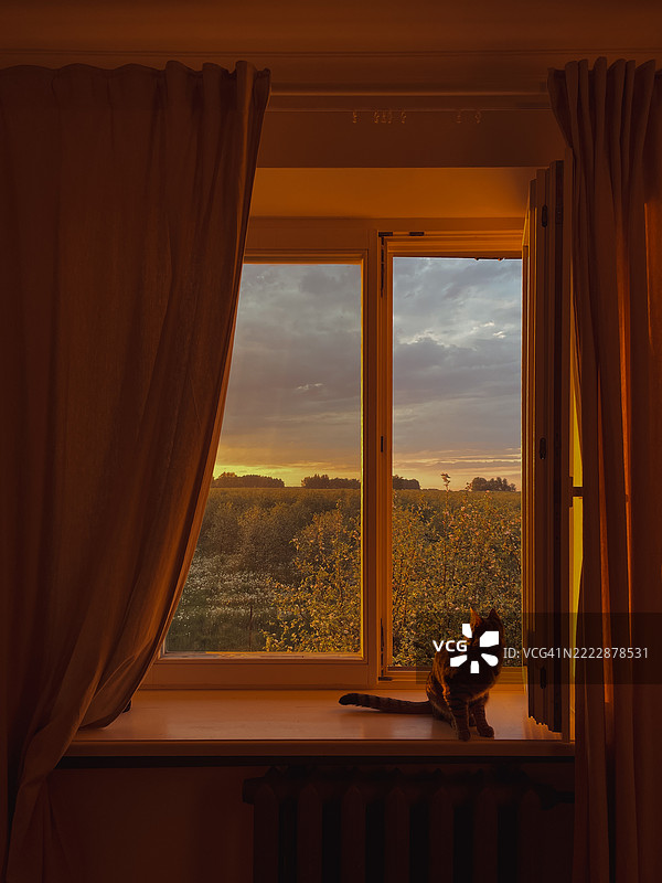 窗台上坐着一只虎斑猫，正望着黎明时分的窗外。图片素材