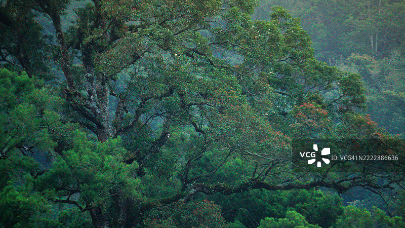晨光中的森林老树景色，森林山脉风光图片素材