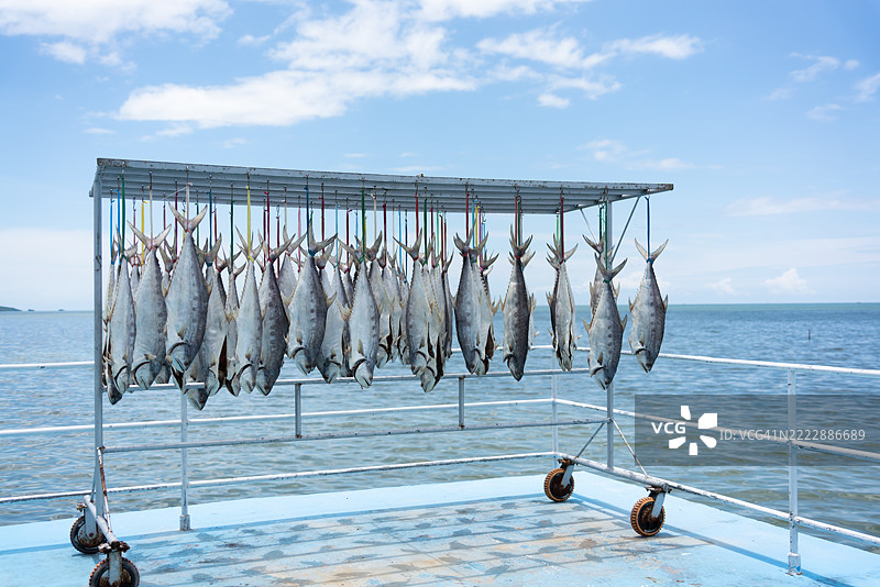 在阳光下晾晒鱼类图片素材
