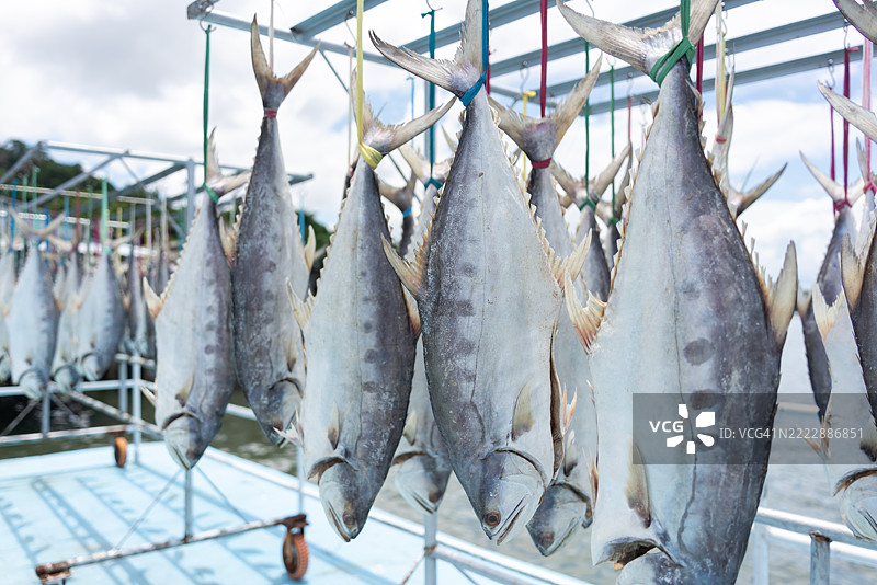 在阳光下晾晒鱼类图片素材