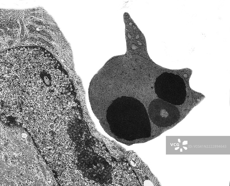 培养细胞的凋亡图片素材