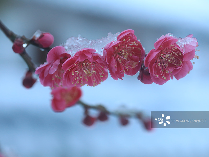 雪岭梅，梅花，红梅，江陵图片素材