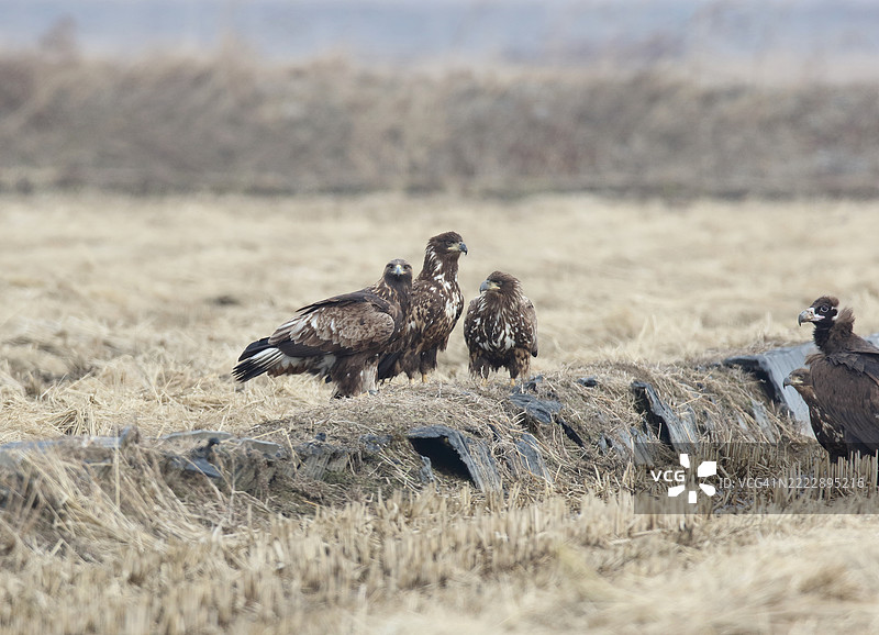 黑尾鹰和白尾鹰图片素材