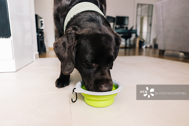 一只棕色拉布拉多犬在厨房地板上喝水，水来自一个明亮绿色的可折叠碗，脖子上戴着反光项圈。图片素材