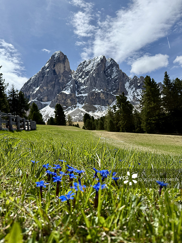 龙胆花图片素材