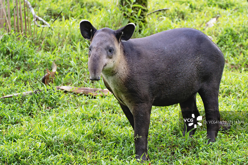 幼年贝尔氏貘在牧场中行走图片素材
