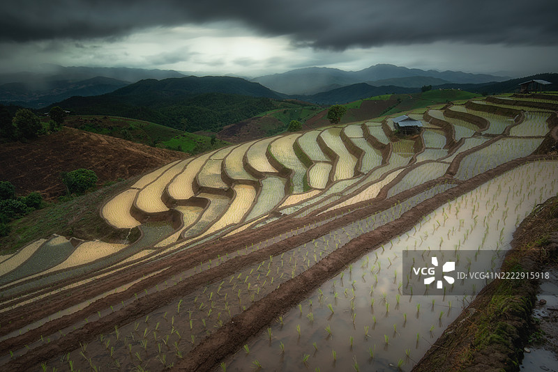 一片稻田，远处有一座小房子图片素材