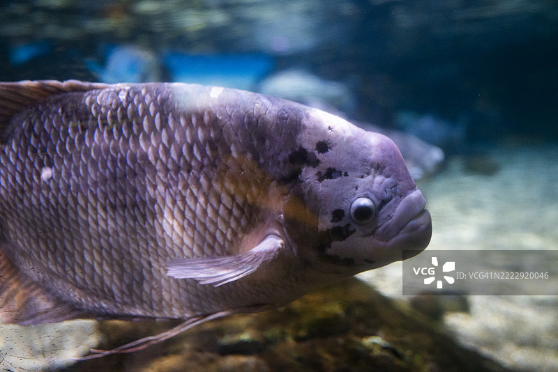 美丽的鱼展示了复杂的身体细节和色彩，置身于水下场景；非常适合水生生物、自然和摄影爱好者。图片素材