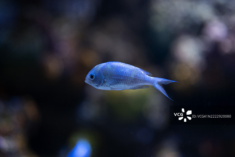 美丽的鱼展示了复杂的身体细节和色彩，置身于水下场景；非常适合水生生物、自然和摄影爱好者。图片素材