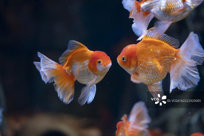 美丽的鱼展示了复杂的身体细节和色彩，置身于水下场景；非常适合水生生物、自然和摄影爱好者。图片素材