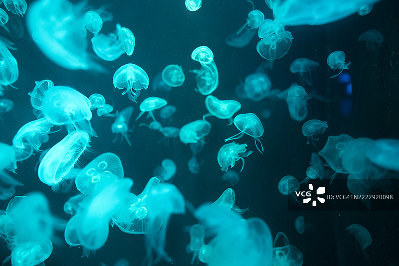透明水母的特写，展示了海洋生物的细腻运动，捕捉了水生生态系统的美丽，非常适合自然和海洋爱好者。图片素材