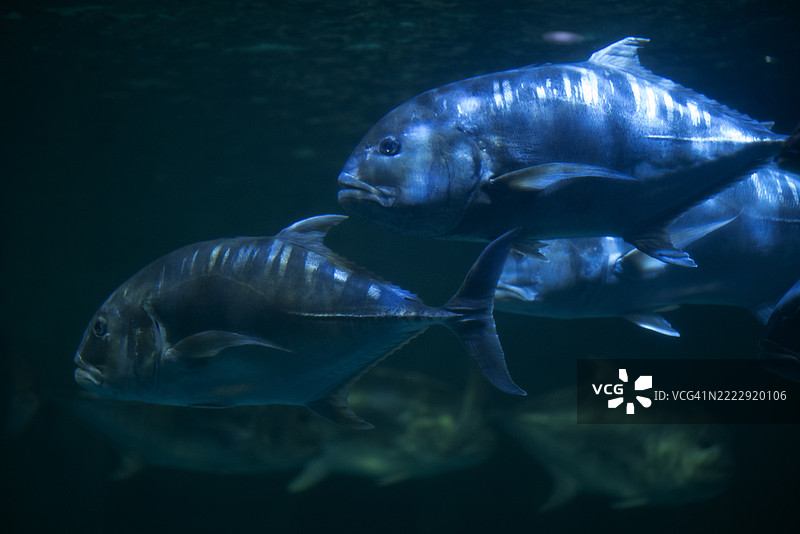 一群鱼在黑暗的蓝光海洋中游动，营造出神秘而宁静的水下场景。图片素材