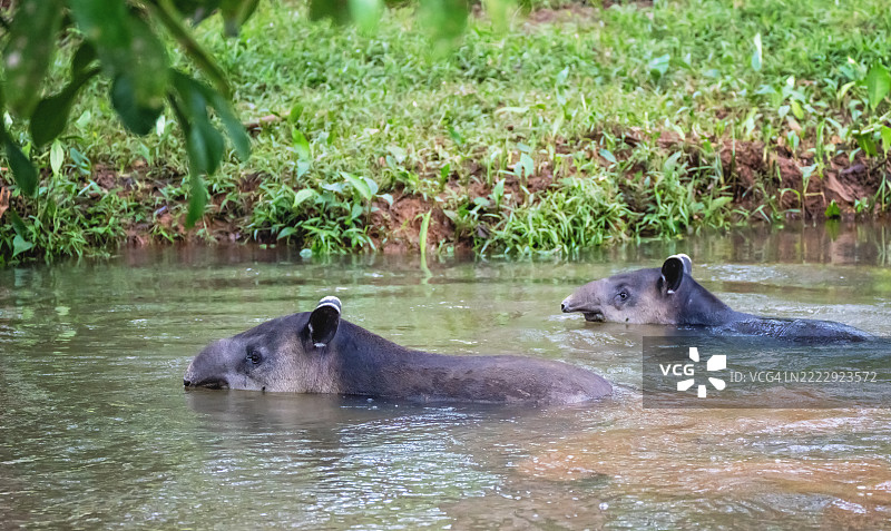 贝尔德犀牛在丛林河中悠闲地游泳图片素材