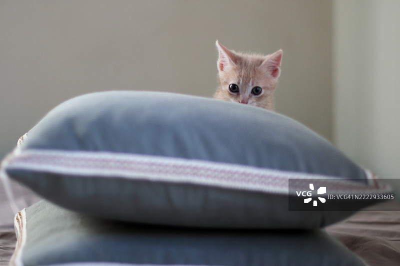 粉色小猫的肖像图片素材