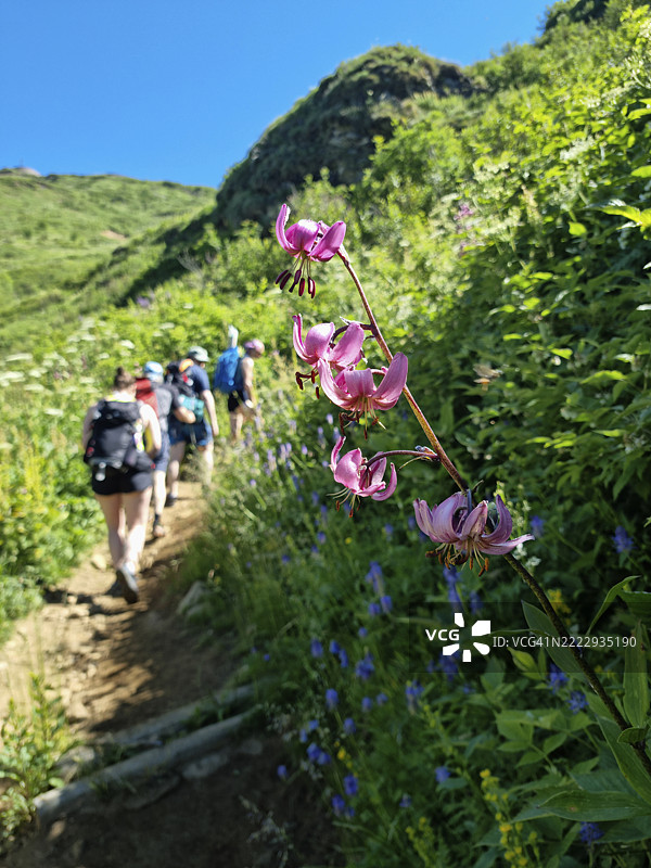 在意大利巴切诺和克罗多附近的福尔马扎谷里，徒步旅行者穿行于野花之间，联合国教科文组织生物圈保护区提契诺瓦尔格兰德韦尔巴诺。图片素材