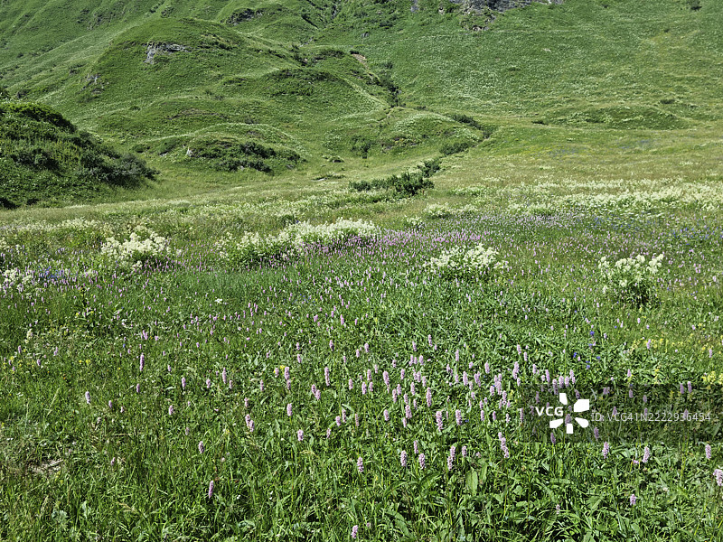 阿尔卑斯结缕草（Koenigia alpina）在里亚莱（Riale）开花，位于巴切诺（Baceno）和克罗多（Crodo）附近，联合国教科文组织生物圈保护区提契诺瓦尔格兰德（Ticino Valgrande Verbano）。图片素材