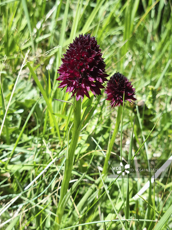 黑香草兰（Gymnadenia nigra，前称Nigritella nigra）在里亚莱（Riale）开花，位于巴切诺（Baceno）和克罗多（Crodo）附近的福尔马扎谷（Formazza Valley），联合国教科文组织生物圈保护区提契诺瓦尔格兰德（Ticino Valgrande Verbano）。图片素材