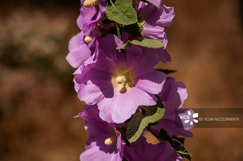 阳光明媚的户外花园中盛开的鲜艳紫色花朵特写图片素材