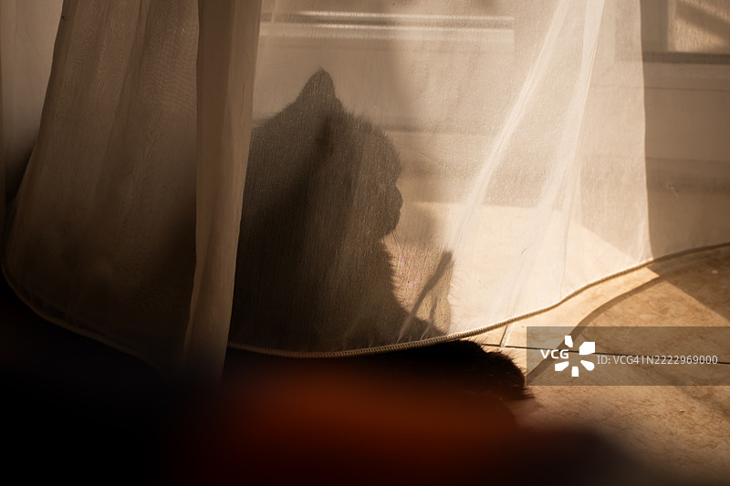阳光透过薄纱窗帘映出的猫的柔和轮廓图片素材