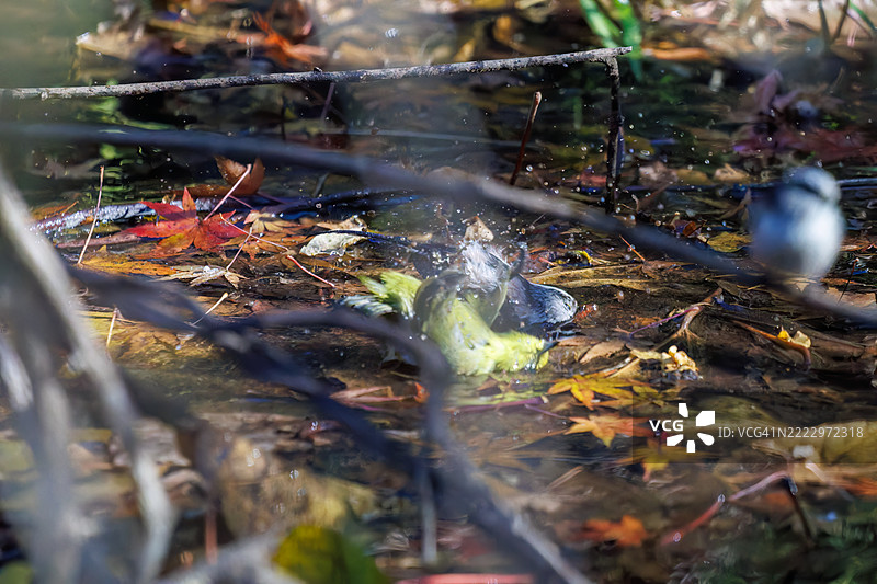 一群可爱的长尾山雀(Aegithalos caudatus,山雀科)和日本白眼(Zosterops Japonica,目睭科)在拍打翅膀飞出,正在溪流中洗澡。图片素材