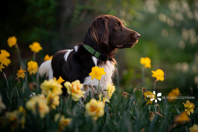 小型门斯特兰犬的肖像图片素材