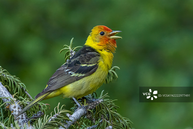 呼叫唐纳雀图片素材