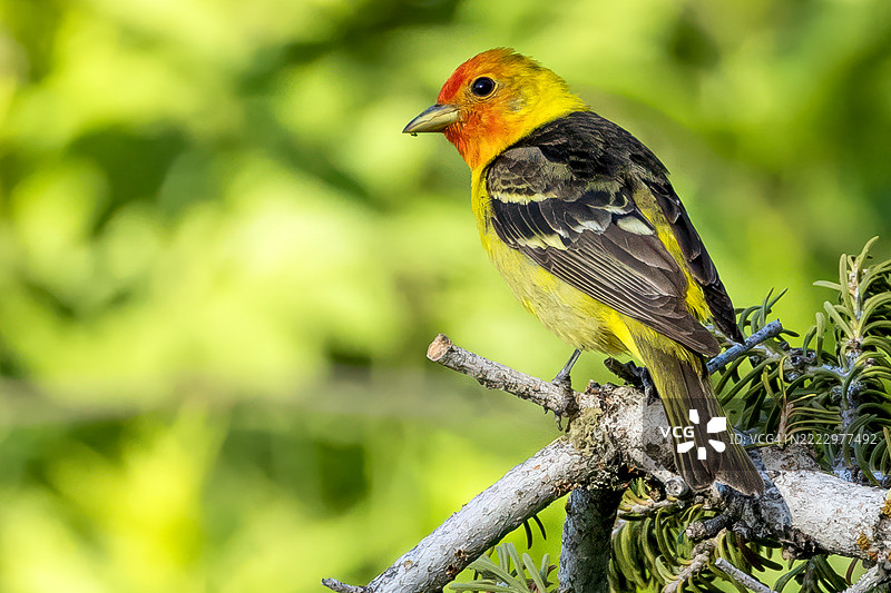 西部黄雀肖像图片素材