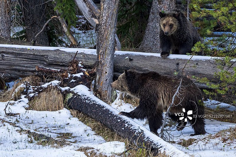 灰熊出行图片素材