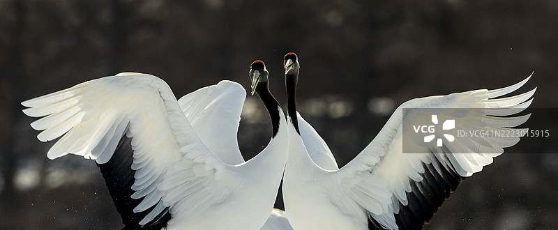 日本舞蹈的丹顶鹤图片素材