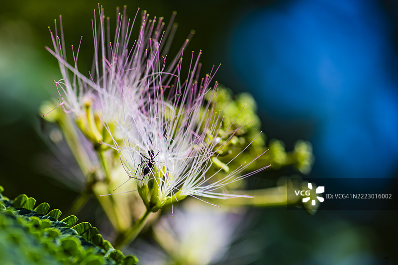 波斯丝绸树花与一只蚂蚁图片素材