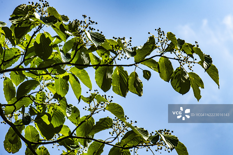 对生犬木树（低角度视图）图片素材