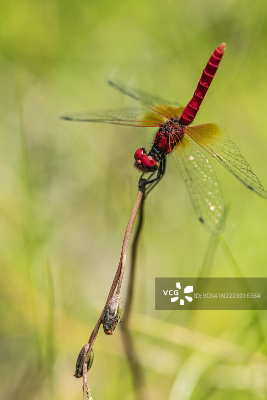 红色矮龙虻与圆叶露珠草在沼泽中图片素材