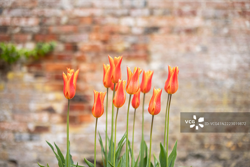 郁金香，花束图片素材