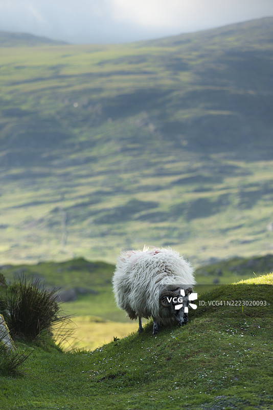 爱尔兰，羊图片素材