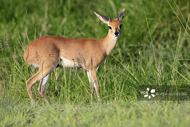 斯廷博克(Raphicerus campestris),成年雄性,觅食,警觉,矮小的羚羊,克鲁格,克鲁格国家公园,南非,非洲图片素材