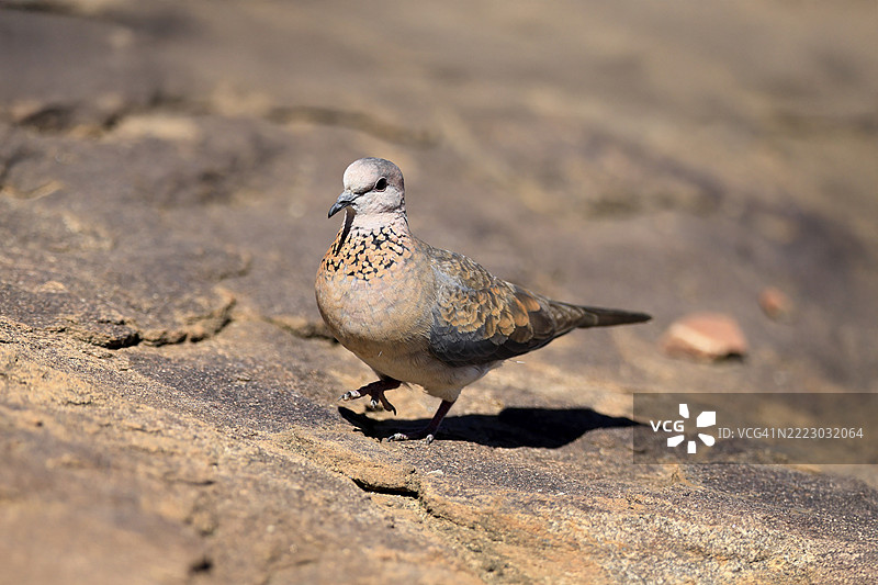 棕榈鸠（Spilopelia senegalensis），成年，栖息在地面，觅食，南非东开普省，山斑马国家公园，非洲图片素材