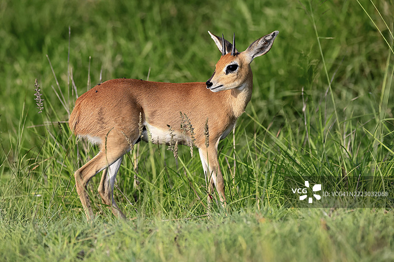 斯廷博克(Raphicerus campestris),成年雄性,觅食,警觉,矮小的羚羊,克鲁格,克鲁格国家公园,南非,非洲图片素材