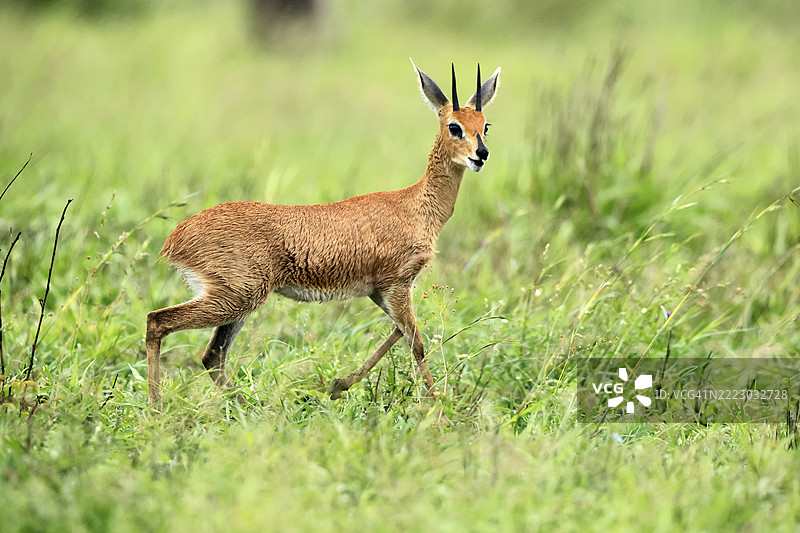 斯廷博克(Raphicerus campestris),成年雄性,觅食,警觉,矮小的羚羊,克鲁格,克鲁格国家公园,南非,非洲图片素材