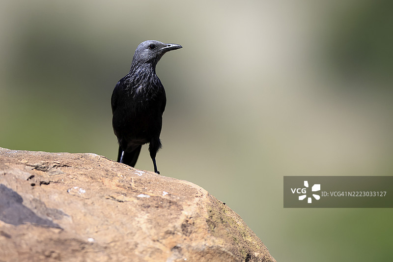 红翅星鸲（Onychognathus morio），成年，雌性，警觉，南非山斑马国家公园，非洲，岩石上图片素材
