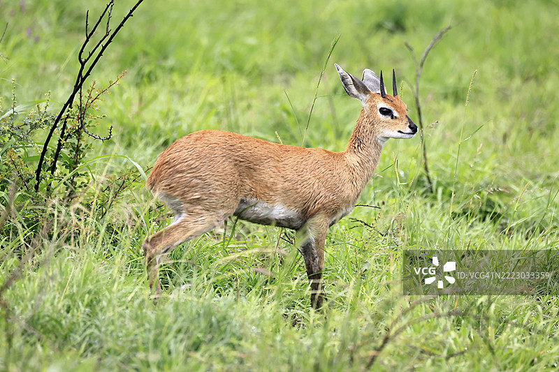 斯廷博克(Raphicerus campestris),成年雄性,觅食,警觉,矮小的羚羊,克鲁格,克鲁格国家公园,南非,非洲图片素材
