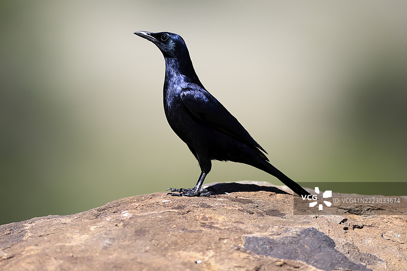 红翅星鸲（Onychognathus morio），成年雄性，警觉，栖息在岩石上，南非山斑马国家公园，非洲图片素材