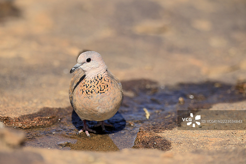 棕榈鸠（Spilopelia senegalensis），成年，水边，南非东开普省山斑马国家公园，非洲图片素材