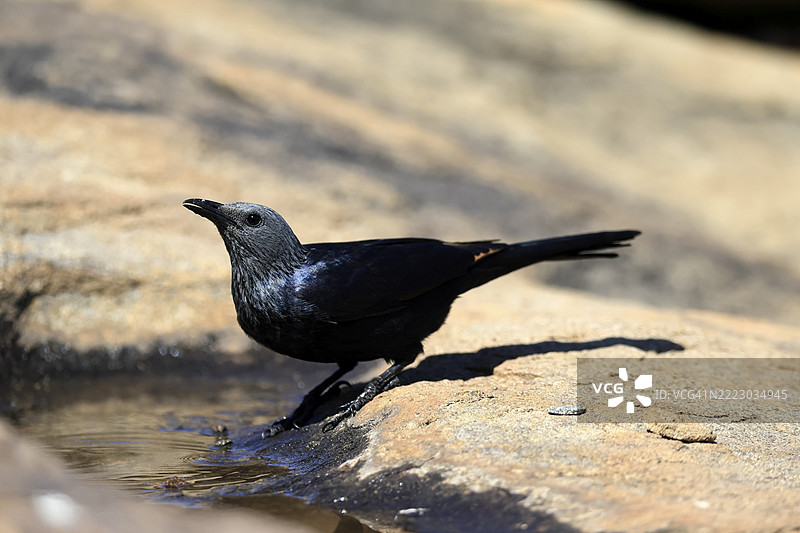 红翅星鸲（Onychognathus morio），成年雌鸟，在水边饮水，南非山斑马国家公园，非洲图片素材